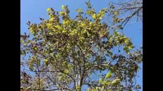 Plant portrait  Princess tree Paulownia tomentosa [upl. by Lev]