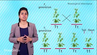 Mendels experiment  Monohybrid Cross  Law of Segregation [upl. by Ysor84]