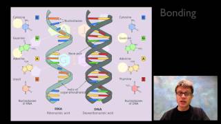 Nucleic Acids [upl. by Graniah]