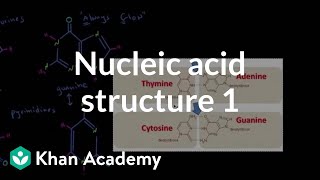 Nucleic acid structure 1  Chemical processes  MCAT  Khan Academy [upl. by Ykvir]