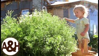 Harvesting chamomile and sun drying it for herbal tea [upl. by Ardnasil]