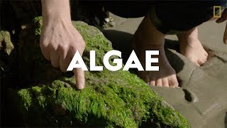 Definitions in the Field Algae [upl. by Stanley393]