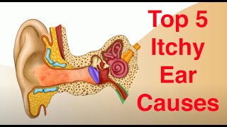 037 How Sound is Transferred to the Inner Ear [upl. by Cliff479]