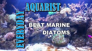 How To Kill Marine Aquarium Brown Algae amp Diatoms [upl. by Naehgem752]