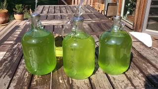 Micro Algae for Biodiesel [upl. by Mollie993]