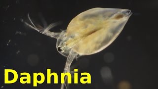 Daphnia [upl. by Anifares1]