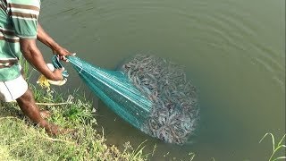 PRAWN CATCHING AT POND [upl. by Carling]