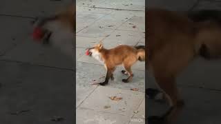 Renard dans la rue de la Chine [upl. by Ravid]