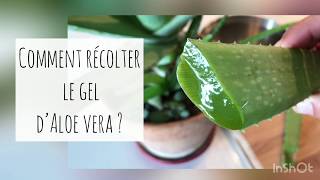 ALOE VERA COMMENT RECOLTER LE GEL COMMENT L UTILISER ET LE CONSERVER [upl. by Delainey735]