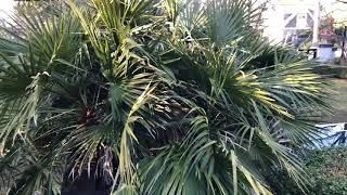 How NOT to prune a Mediterranean Fan Palm [upl. by Phaidra]