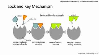 Chapter 31 Introduction to Enzymes [upl. by Coralyn]