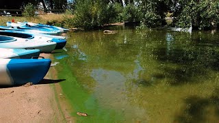 Explaining bluegreen algae [upl. by Dnomsaj]