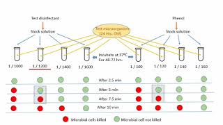 Evaluation of Disinfectants [upl. by Etnod602]