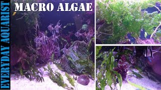 How To Grow Marine Macro Algae  Planted Saltwater Aquarium [upl. by Waverly]