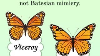 Batesian Mimicry Vs Mullerian Mimicry [upl. by Ylera]