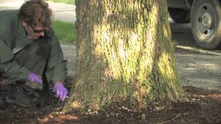 Tree Injection by a Professional Applicator for Emerald Ash Borer [upl. by Aihtnys]