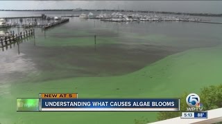 Understanding what causes algae blooms [upl. by Rutger325]