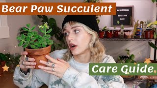 The CUTEST succulent you need one  Bear PawCotyledon tomentosa Care Guide [upl. by Sherrard]