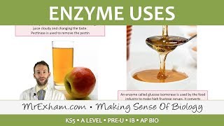 Enzymes  Commercial Uses  Post 16 Biology A Level PreU IB AP Bio [upl. by Noraj]