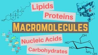 Macromolecules  Classes and Functions [upl. by Ylreveb97]