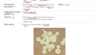 1 Microbiology BASIC Bacteriology Part 1 [upl. by Cristobal627]