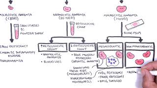 Anaemia anemia  classification microcytic normocytic and macrocytic and pathophysiology [upl. by Ellehcer]