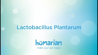 Lactobacillus Plantarum [upl. by Aruat]