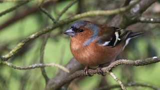 chants et cris du pinson des arbres HD songs and calls common chaffinch free birds [upl. by Alleram]