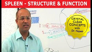 Spleen  Structure amp Function [upl. by Laidlaw]