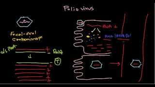 Polio virus life cycle [upl. by Enneyehs66]