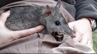 Bandicoots in the backyard [upl. by Markman589]