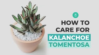 How to care for Panda Plant  Chocolate Soldier  Kalanchoe Tomentosa [upl. by Clough]