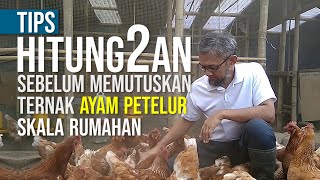 Menghitung Berapakah Keuntungan Ternak Ayam Petelur Rumahan 100 ekor [upl. by Fradin802]