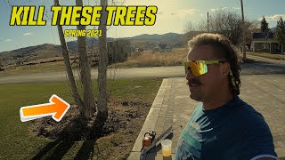 How to Kill Wild Cottonwood Trees DEAD [upl. by Inahpit]