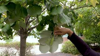 Tilia tomentosa  Silver Linden [upl. by Llenwad]