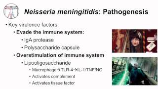 1 Microbiology of Neisseria [upl. by Tutt929]