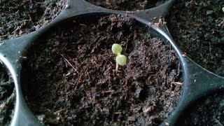 Growing paulownia tomentosa from seed step by step 271116 part1 [upl. by Grunberg]