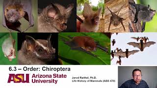 Lecture 63Order Chiroptera [upl. by Ameg]