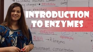 Introduction to Enzymes [upl. by Sheaff]