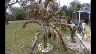 Cold Damage on Palms [upl. by Sieber944]