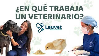 ÁREAS DE TRABAJO PARA UN MÉDICO VETERINARIO  Lauvet [upl. by Gnirps927]