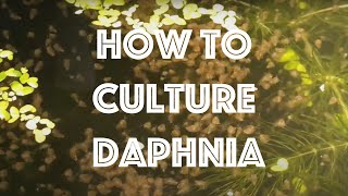 How To Culture Daphnia Magna [upl. by Ynettirb141]