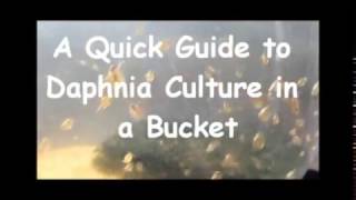 How to culture daphnia outside [upl. by Atinuhs]