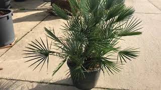 Chamaerops humilis ‘Cerifera’ [upl. by Nnylrahc]