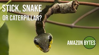 Stick Snake or caterpillar [upl. by Ellenyl]