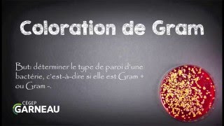 Coloration de Gram [upl. by Annair]