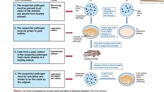 Kochs postulates [upl. by Cleaves638]