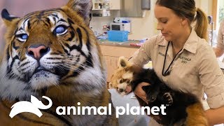 Los animales del zoológico de Australia van al veterinario  Los Irwin  Animal Planet [upl. by Woolcott]