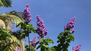 The Empress Tree Paulownia tomentosa [upl. by Aleibarg]