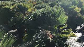 Chamaerops humilis ‘Volcano’ [upl. by Danyelle]